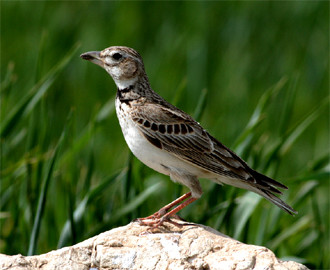…where we find a different selection of birds typical of this open grassland such as Calandra Lark…